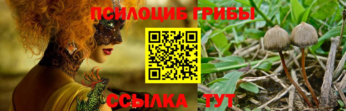 Псилоцибиновые грибы Psilocybe Новокубанск